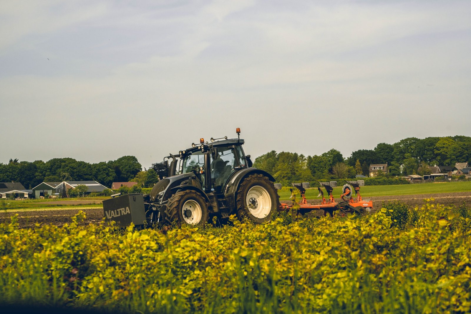 a tractor is plowing a field of yellow flowers