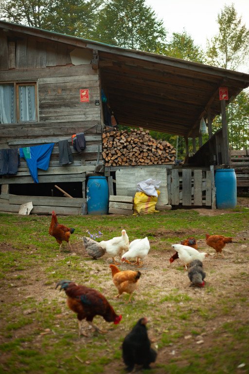Comprehensive Guide: Choosing and Raising Farm and Fleet Chickens