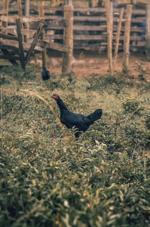 Revolutionizing Poultry Industry: An Insight into the Tyson Chicken Farm