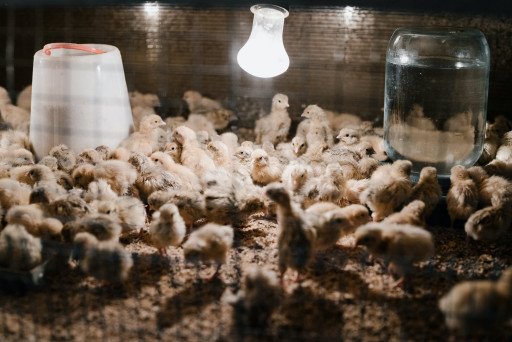 Tyson Chicken Farm revolutionizing poultry industry