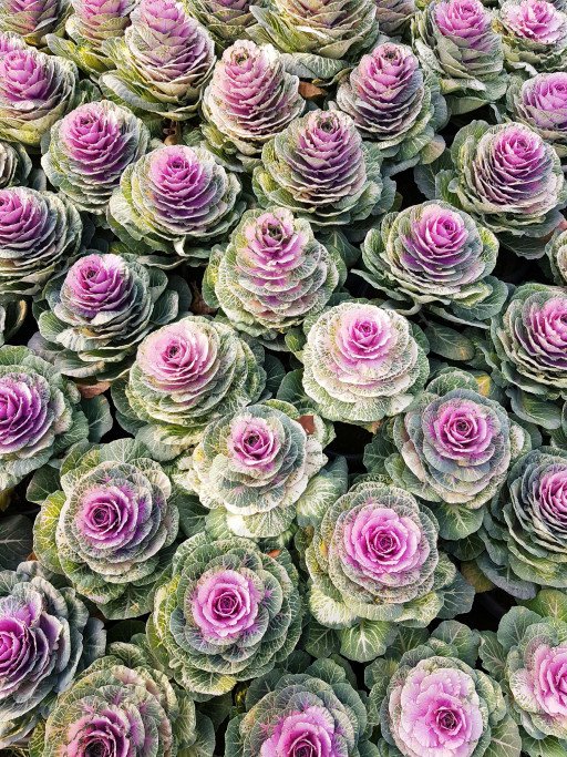 The Comprehensive Guide to Growing Thriving Cornish Cabbage Plants