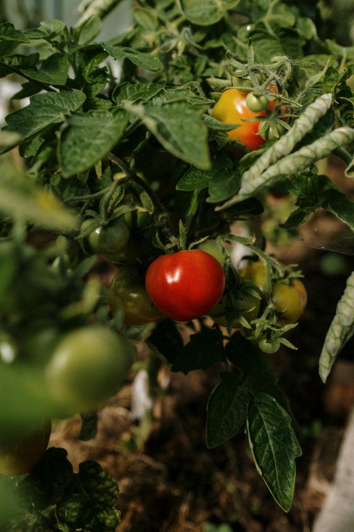 Reviving Wilting Tomato Plants