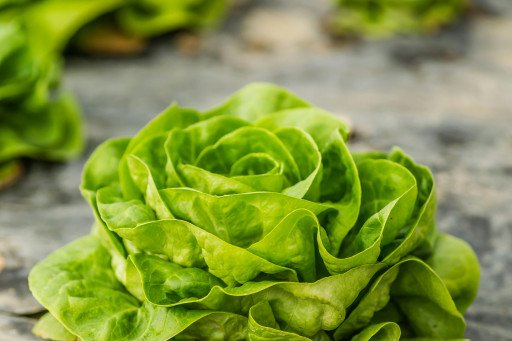 The Ultimate Guide to Growing Lettuce in Fall