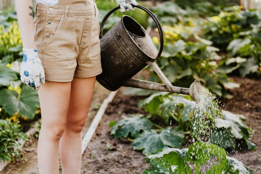 Comprehensive Guide to Shade-Tolerant Vegetables for a Thriving Garden