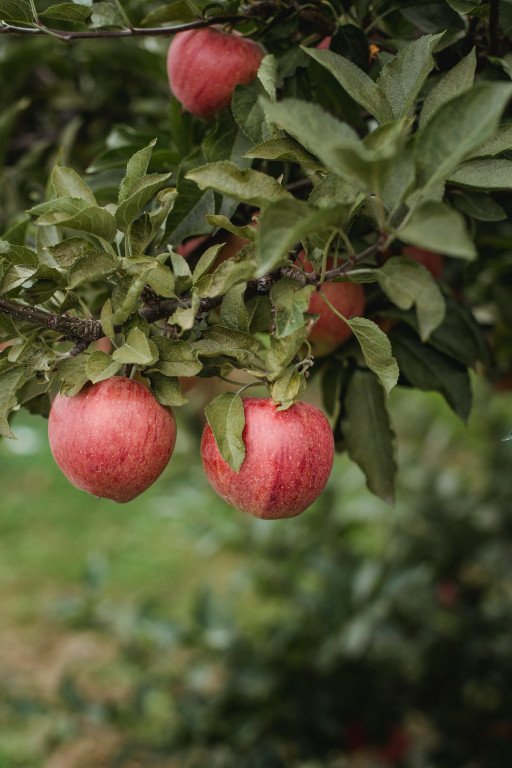 The Ultimate Guide to Discovering Your Ideal Organic Apple Orchard
