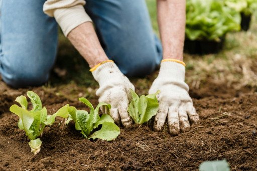 Essential Guide to Preparing Your Vegetable Garden for Winter