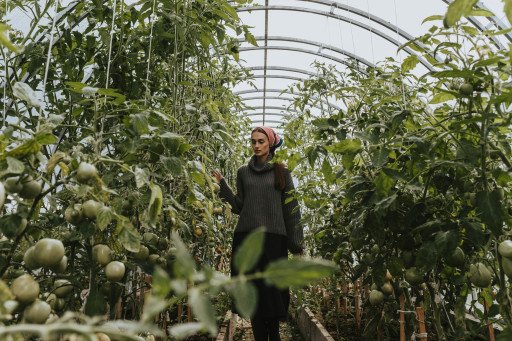 The Ultimate Guide to High-Yield Tomato Cultivation with Dutch Bucket Systems